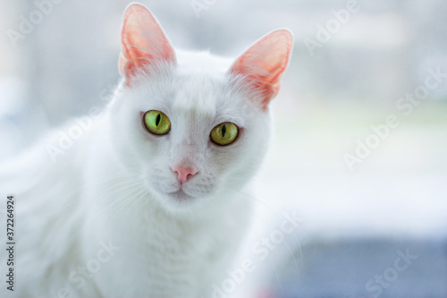 a white cat with yellow eyes looks into the eyes of its owner. Pets