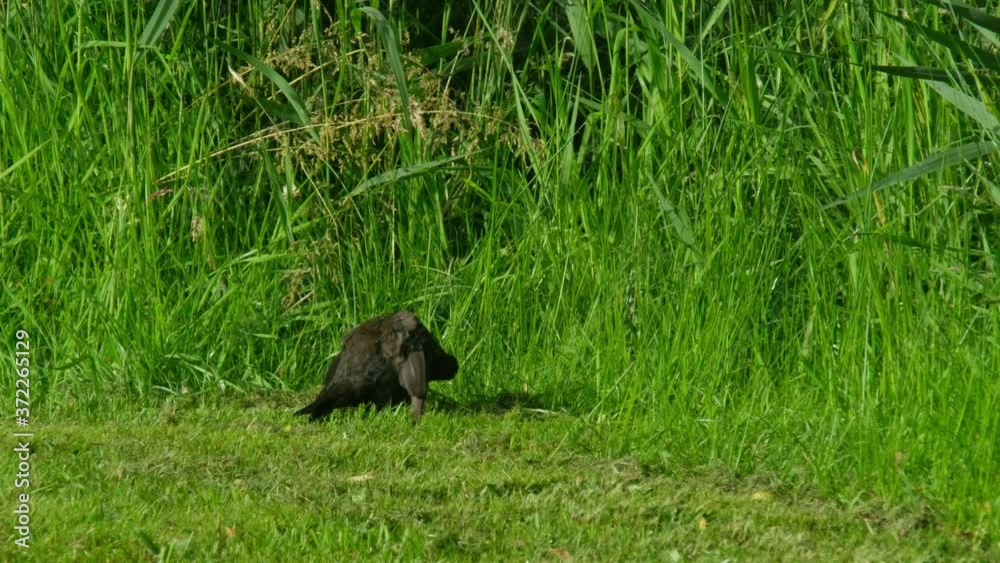 Blackbird,Turdus merula, sitting on green lawn Blackbird,Turdus merula, sitting on green lawn