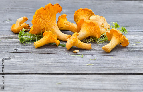Raw fresh wild chanterelles mushrooms on gray wooden table background. Wild organic edible mushrooms