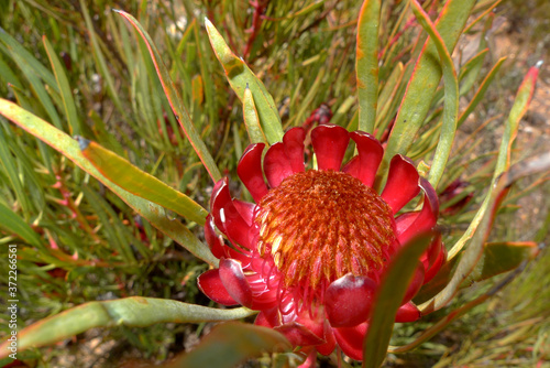 One of about 1660 protea fynbos species in the Western Cape of South Africa