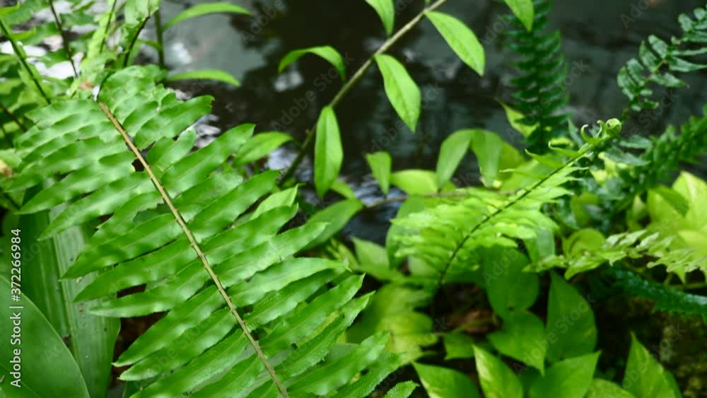 Close-up of Tropical Greenery, Shrubs and Plants with Artificial Pond with Fish in a Park. Lush Foliage with Lake in Paradise Garden. Abstract Natural Green Jungle Vegetation, Wild Nature Rain Forest.
