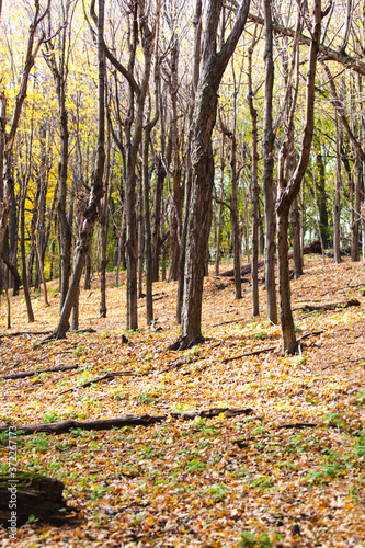 yellow forest in fall with fallen leaves