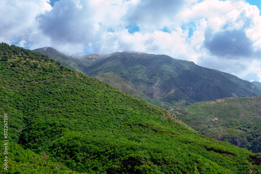 Fototapeta premium Summer landscape - mountains, covered with green trees, gray clouds on the sky.