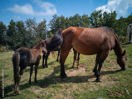 cavalli selvaggi al pascolo photo