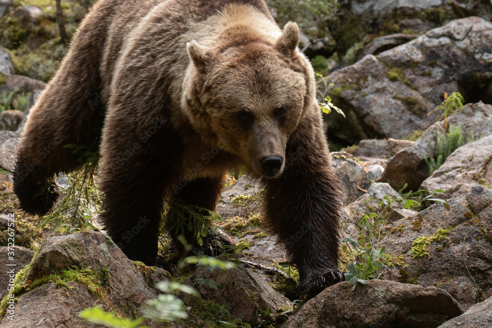 Large European predator Brown bear, Ursus arctos walking on a rocky ground in Finnish taiga forest. Large European predator Brown bear, Ursus arctos walking on a rocky ground in Finnish taiga forest.