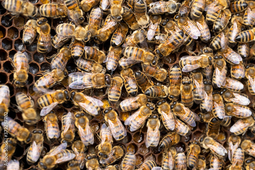 Close Up Of Bees On Beeswax Honeycomb In Hive © Daisy Daisy
