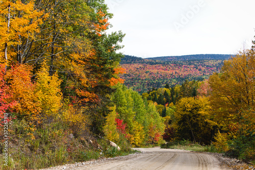 road in the middle of a forest in fall with many colours in the trees