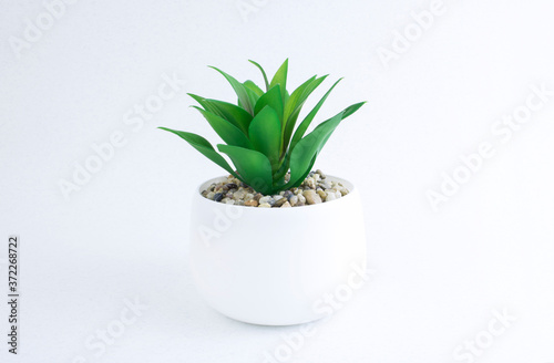 Home plant in a white pot isolated on white background. Green plants.