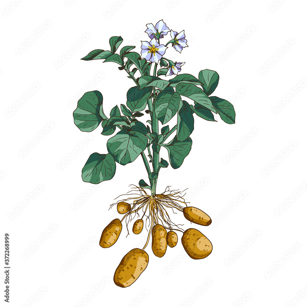 Hand drawn colorful potato, plant and flowers. Vector illustration