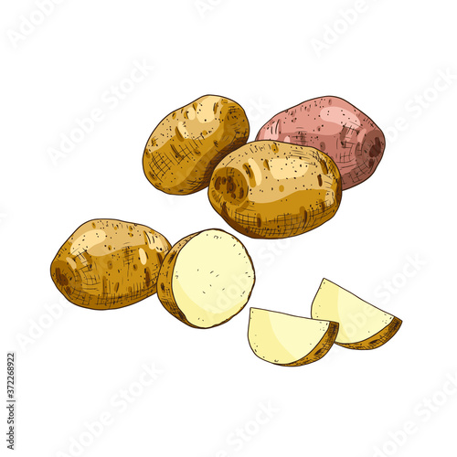 Hand drawn colorful potato. Set sketches with cut potato and slice of potato. Vector illustration isolated on white background.