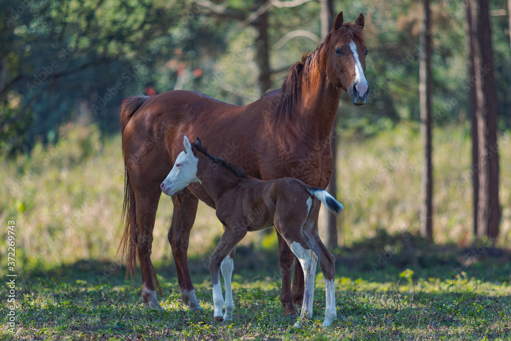 Fototapeta premium Potro Quarto de Milha