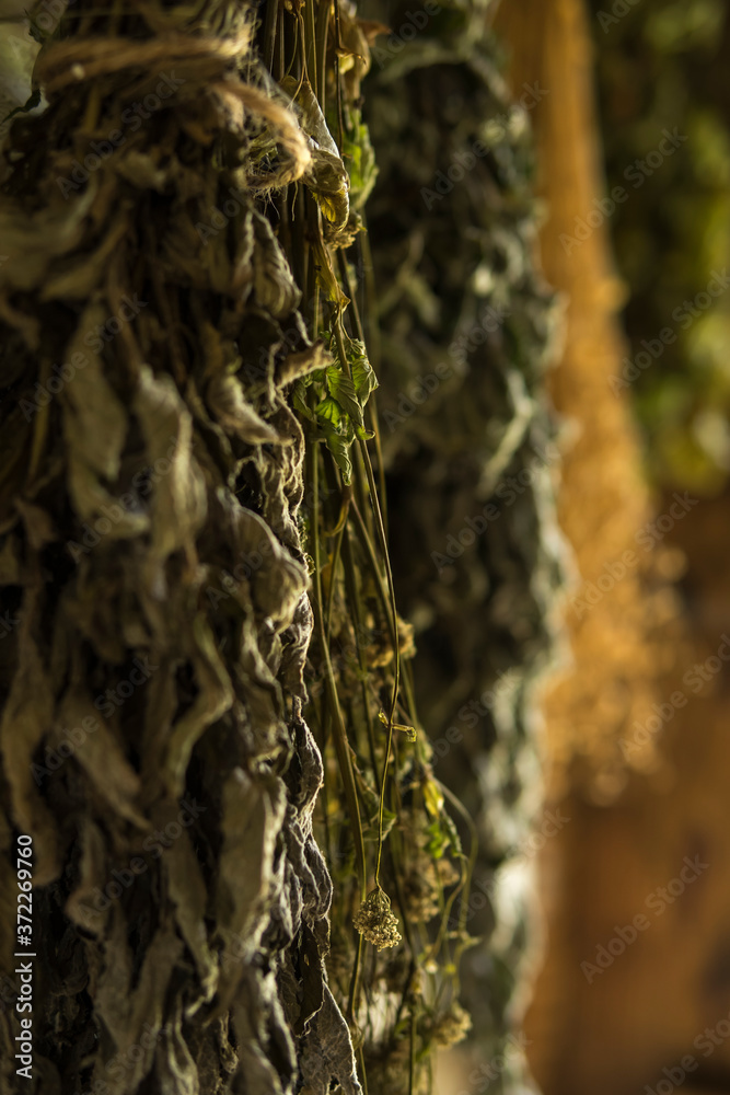 close up of dried herbs hanging on a wall close up of dried herbs hanging on a wall