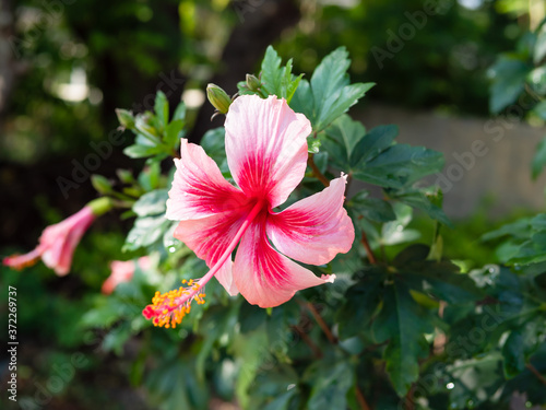Hibiscus red pink beautiful blooming flower on plant with leaves in garden outdoor in spring season, freshness natural concept. © Namphueng