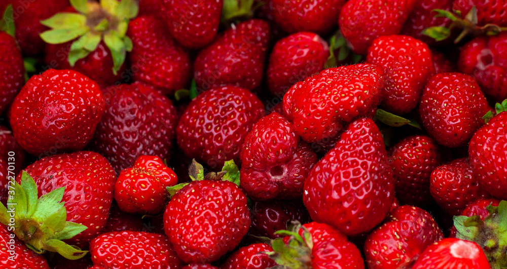 Many Juicy beautiful red freshly picked strawberries. Healthy and wholesome Food background. Natural strawberries closeup, top view. Macro shot of strawberry texture in sunny day Banner for web site Many Juicy beautiful red freshly picked strawberries. Healthy and wholesome Food background. Natural strawberries closeup, top view. Macro shot of strawberry texture in sunny day Banner for web site