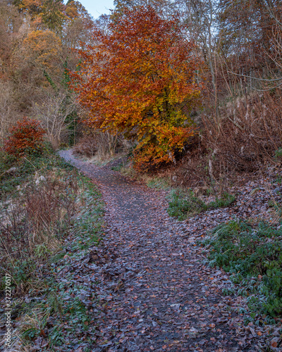 Frosty Autumnal morning on the path into Campsie Glen in Scotland