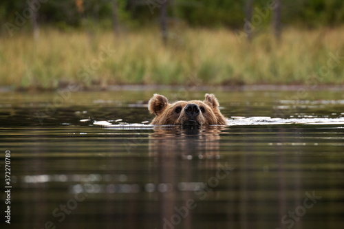 Large carnivore Brown bear, Ursus arctos swimming in a summery bog lake in Northern Finland near Kuhmo. 