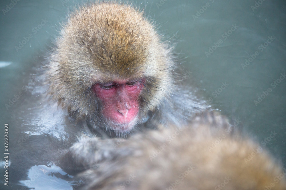 Naklejka premium 温泉に浸かるニホンザル 秋の地獄谷の猿