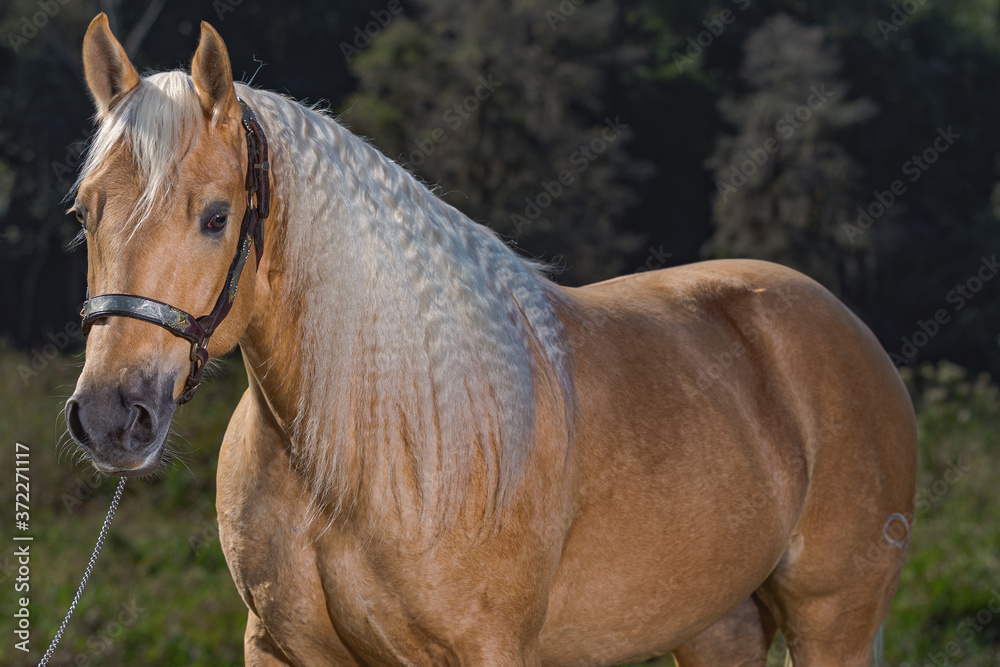 Naklejka premium Potro Quarto de Milha