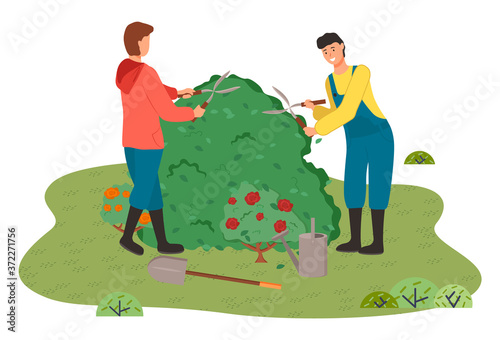 Gardeners man in coveralls cut the bush with clippers. Blooming red rose bushes, watering can, garden shovel, garden tools. Outdoor activity. Gardening and floristry. Urban agriculture. Flat style