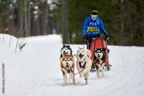 Husky sled dog racing photo