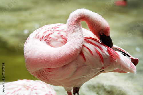 Zwergflamingo