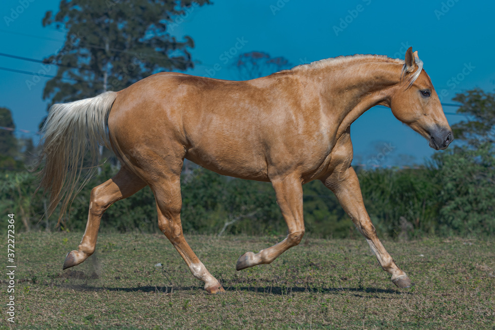 Obraz premium Potro Quarto de Milha