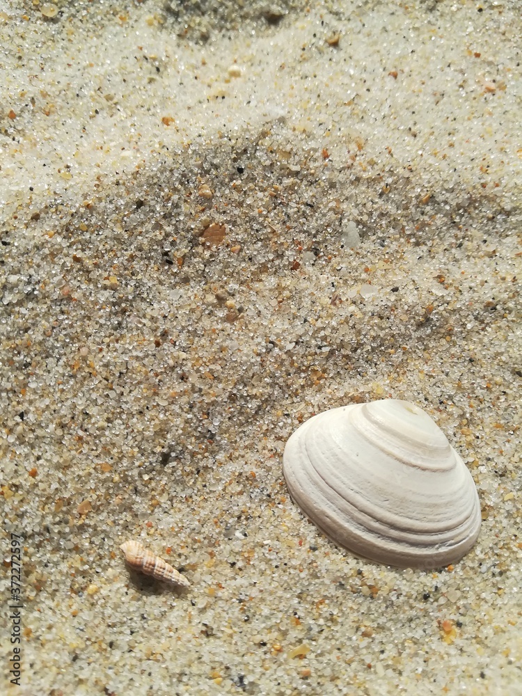 shells on the beach shells on the beach