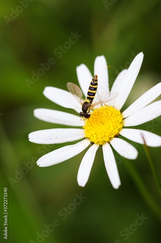 insect on flower