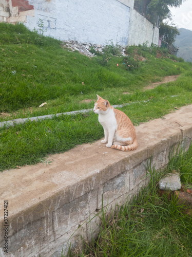 cat in the garden © Sneha