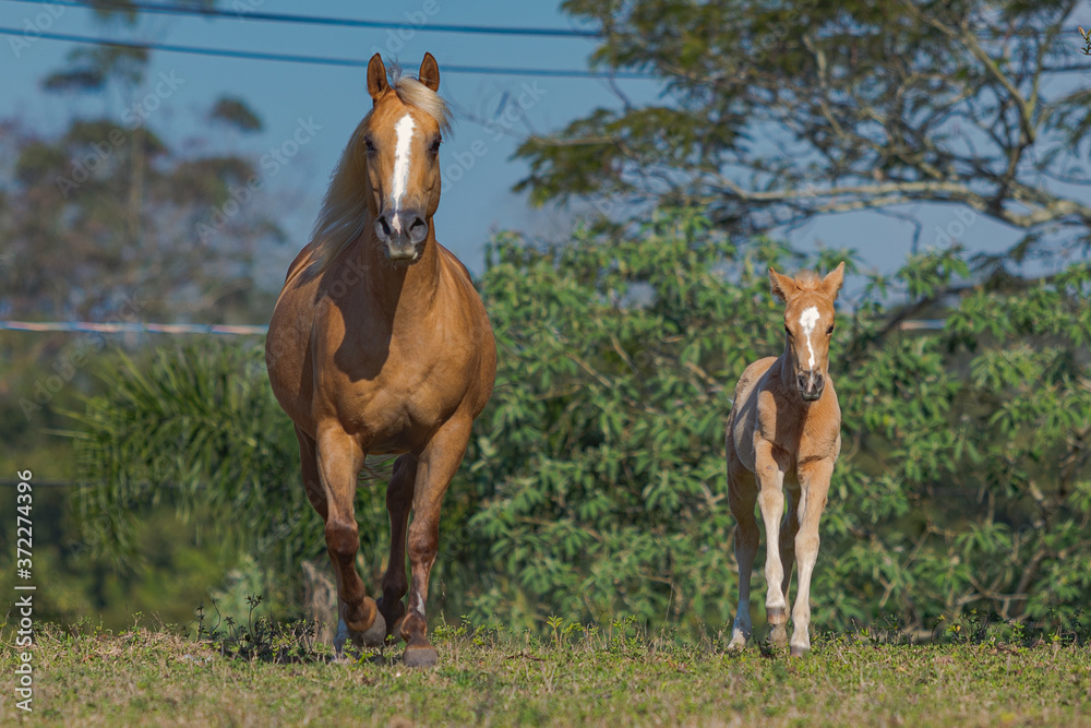 Fototapeta premium Potro Quarto de Milha