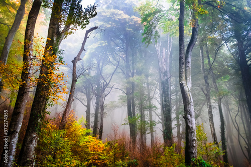 Autumn landscape in La Fageda de Grevolosa park in Barcelona, Catalonia