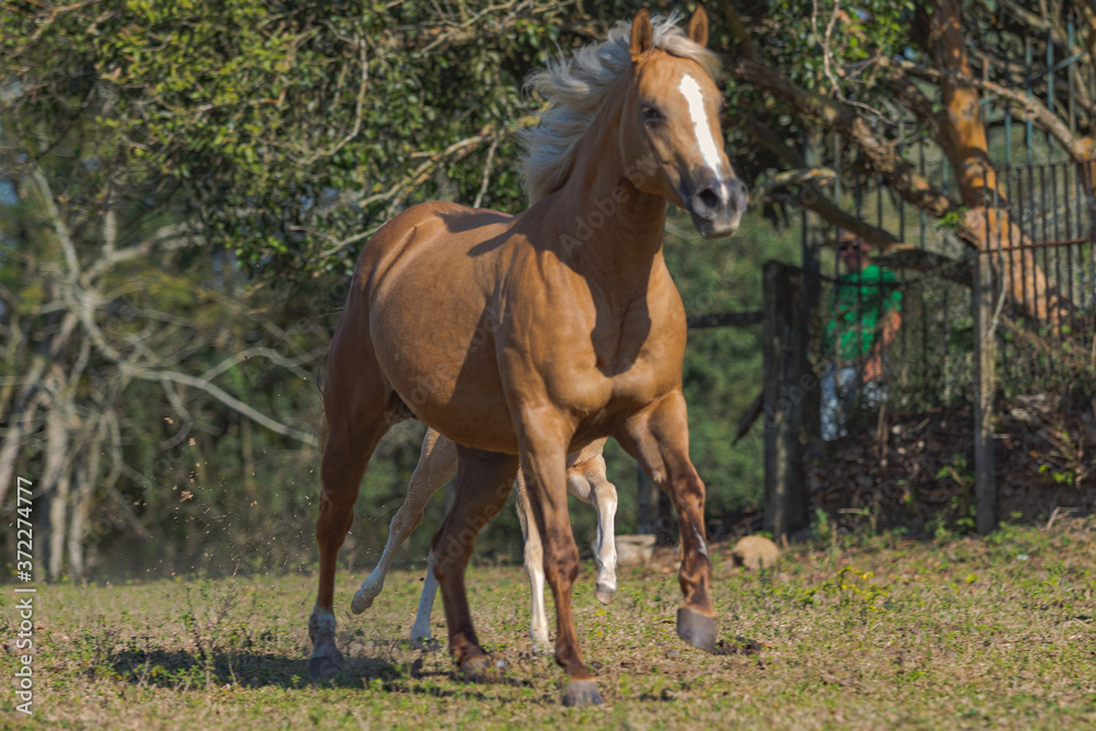 Fototapeta premium Potro Quarto de Milha