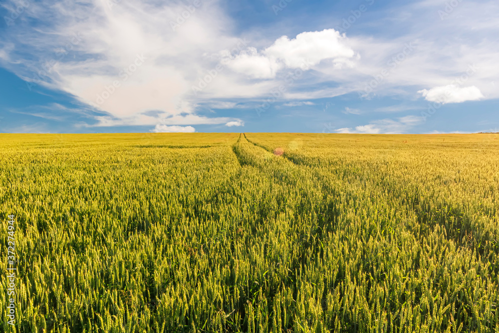 Scenic view at beautiful summer day in a wheaten shiny field with golden wheat and sun rays, deep blue cloudy sky and road, rows leading far away, valley landscape Scenic view at beautiful summer day in a wheaten shiny field with golden wheat and sun rays, deep blue cloudy sky and road, rows leading far away, valley landscape