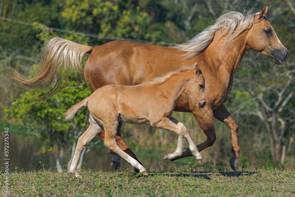 Obraz premium Potro Quarto de Milha