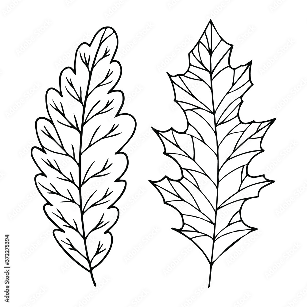 Autumn leaf vector graphic. Doodle line art element for design, decor, print, web, coloring books. Outline isolated foliage. Set of leaves.