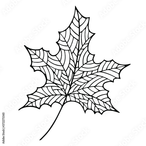 Autumn leaf vector graphic. Doodle line art element for design, decor, print, web, coloring books. Outline isolated foliage.