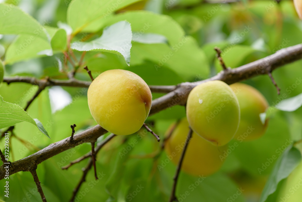 Beginning ripe apricot fruits, Armenian plum, on the branch