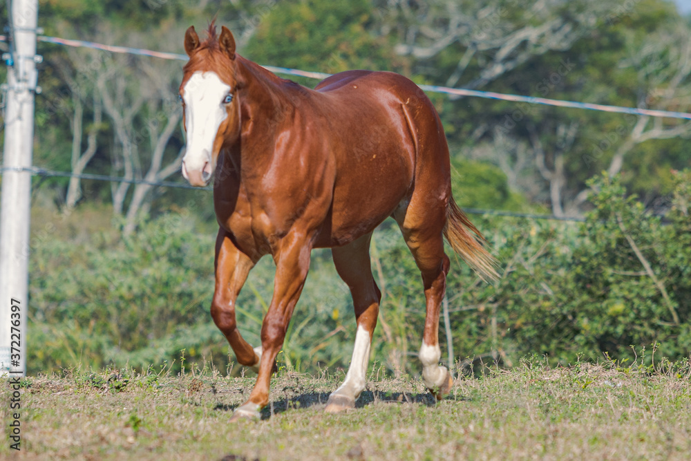 Fototapeta premium Potro Quarto de Milha