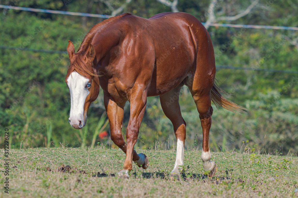 Obraz premium Potro Quarto de Milha