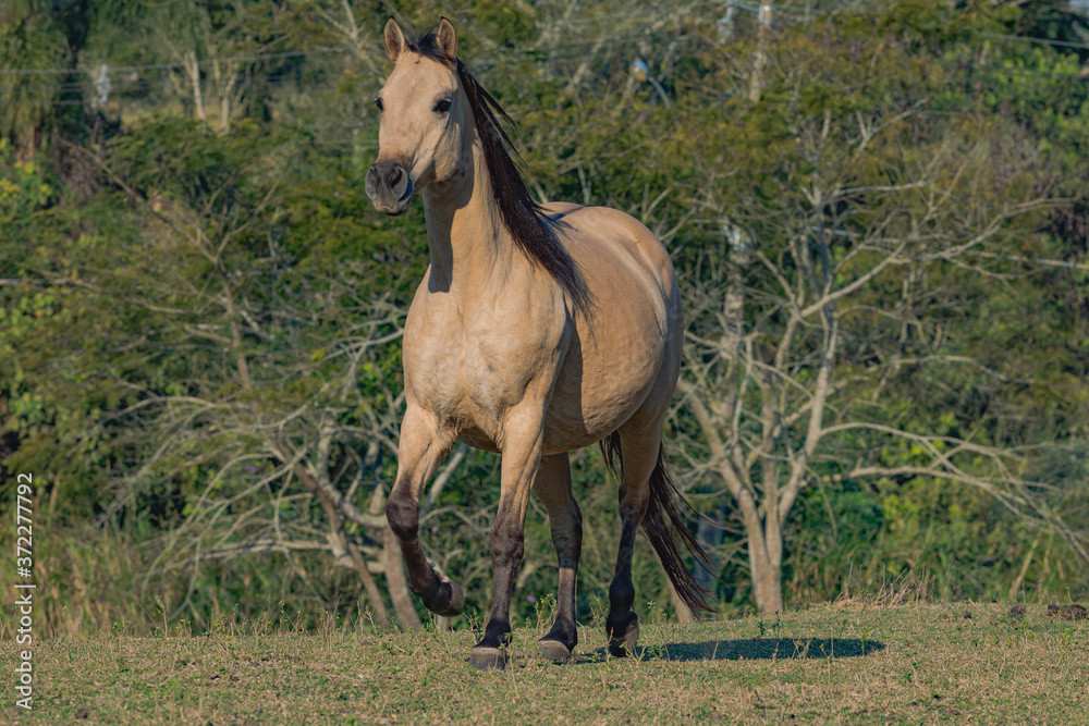 Fototapeta premium Potro Quarto de Milha