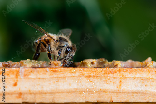Nahaufnahme einer Honig Biene auf einer Bienenwabe © Marcel Paschertz