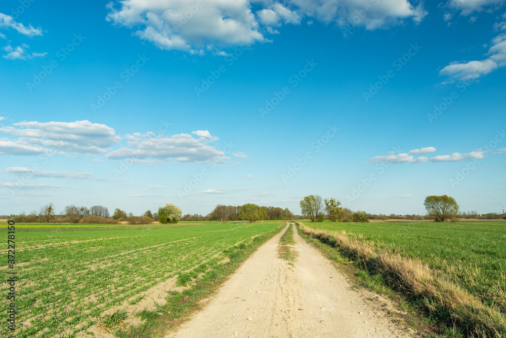 A dirt road through green fields, horizon and blue sky A dirt road through green fields, horizon and blue sky