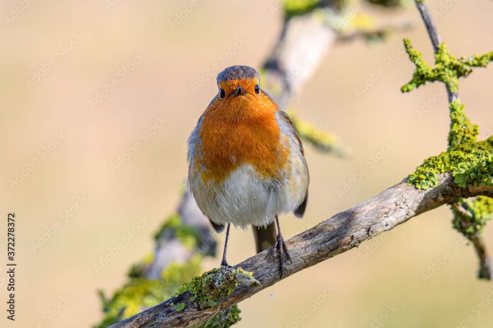 Fototapeta premium Petirrojo posado