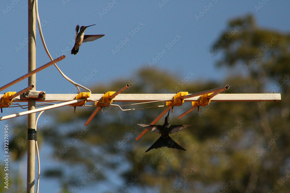 Obraz premium Beija Flor