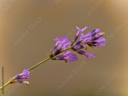 Purple flower brown background