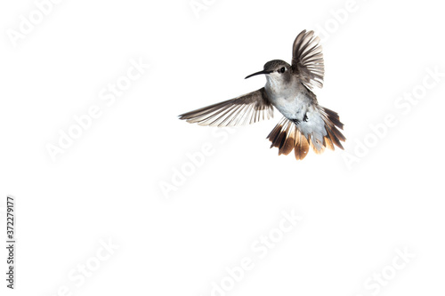 Female Anna's hummingbird in flight with wings spread to the sides facing left on a white background