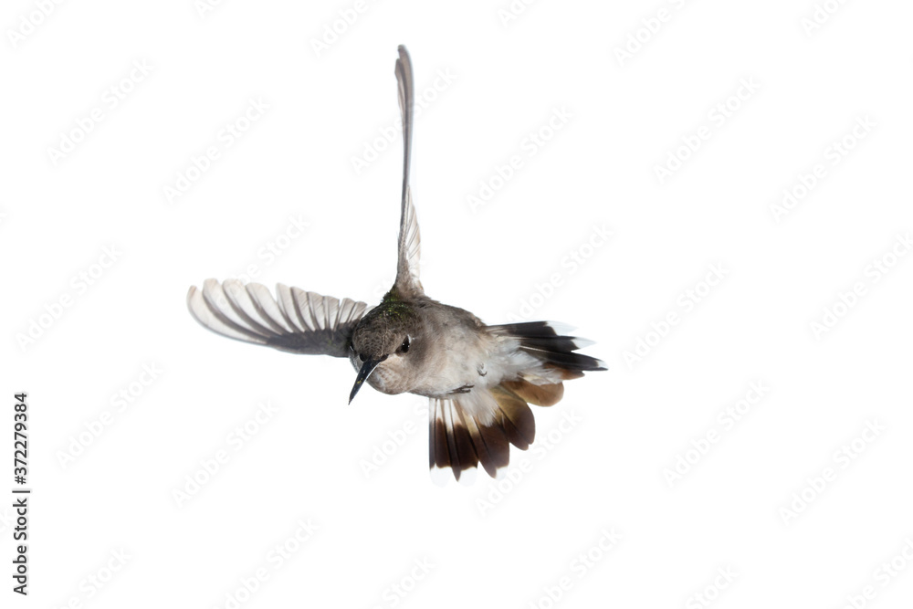 Female Anna's hummingbird with wings extended back in flight and tail spread wide on a white background Female Anna's hummingbird with wings extended back in flight and tail spread wide on a white background