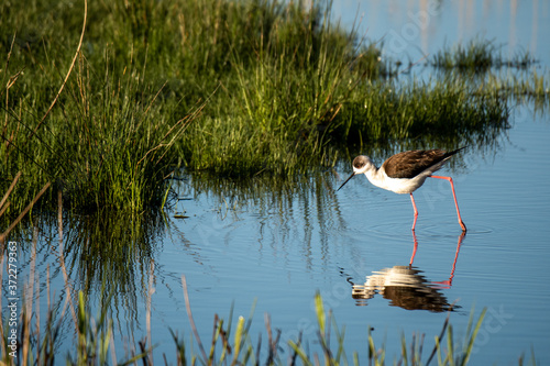 Black-winged Stilt