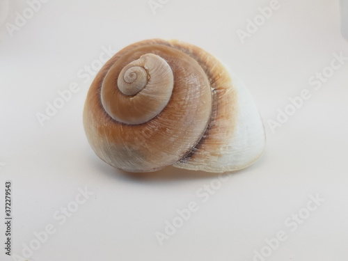 Photograph on white background of a seashell or Ampelita Caduca conch of the gastropod family acavidae photo