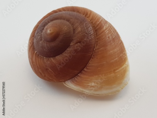 Photograph on white background of seashell or conch Ampelita Lachesis of the gastropod family acavidae photo